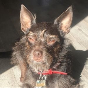 Meet your Posher, Dawn